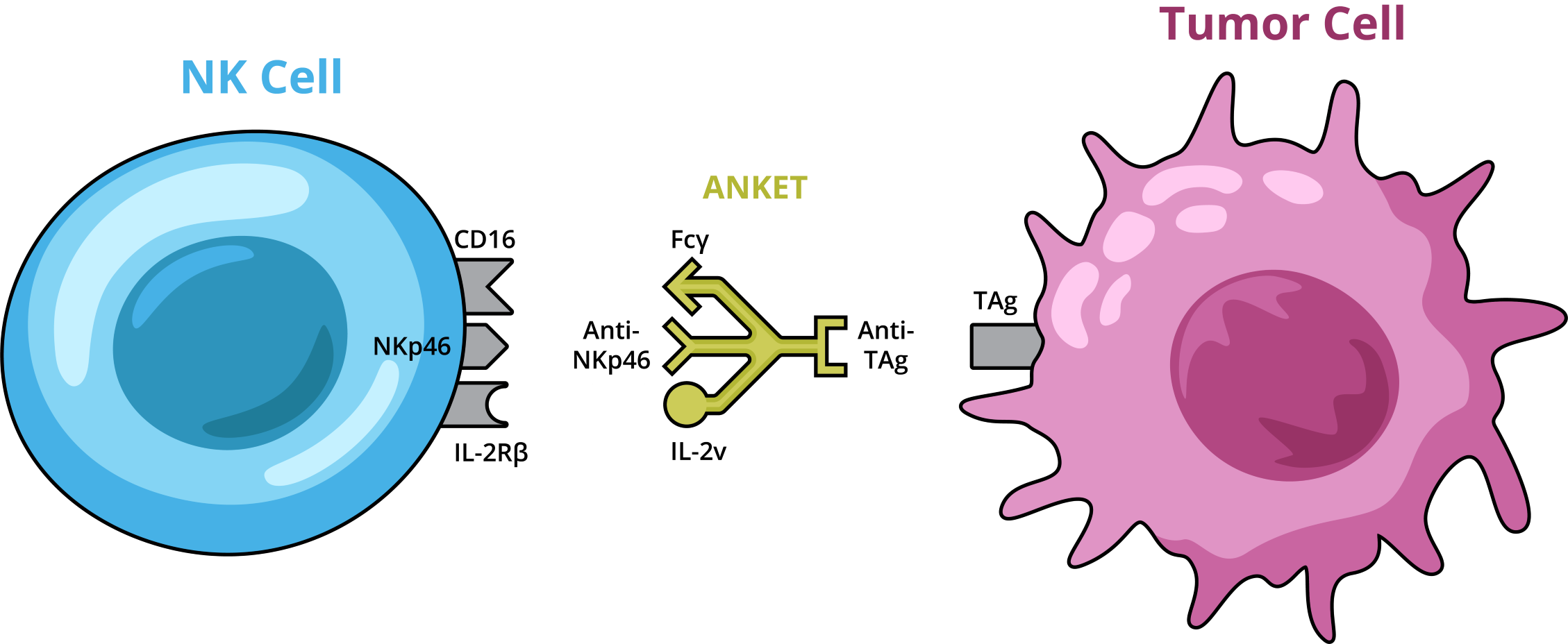 Mechanism of action ANKET tetra