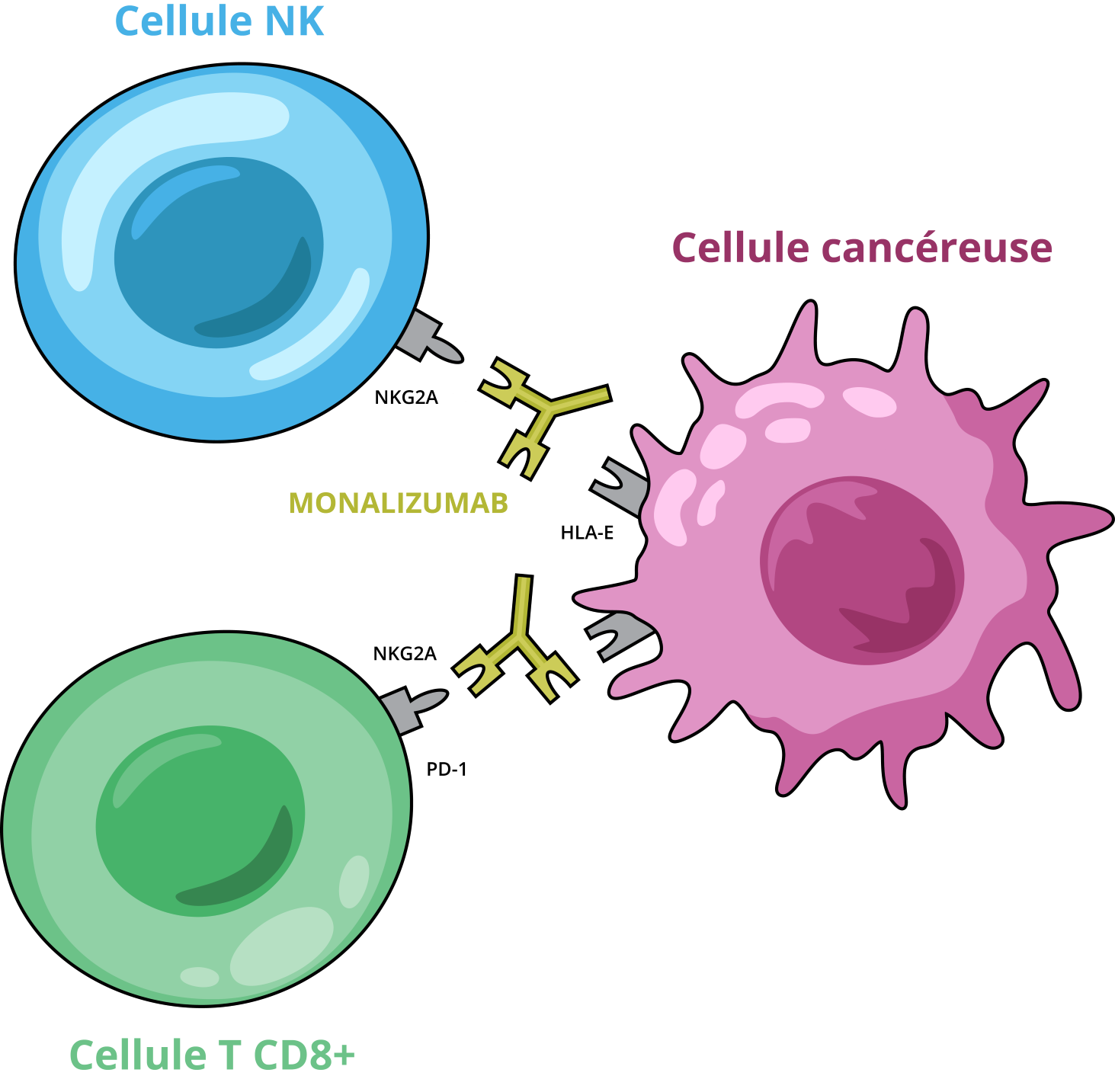 Mécanisme d'action monalizumab