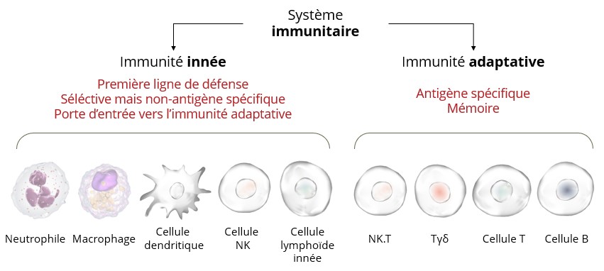 Système immunitaire